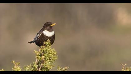 Ring Ouzel