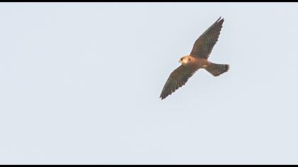 Red-footed Falcon