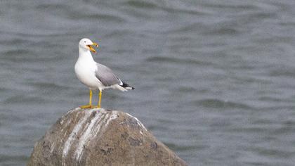 Armenian Gull
