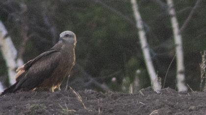 Black Kite