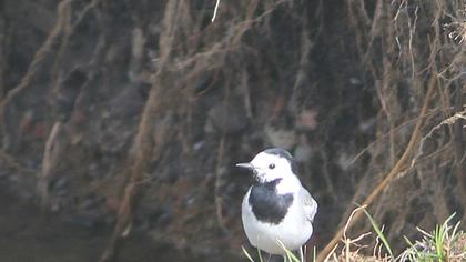 White Wagtail