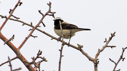 Black-eared Wheatear