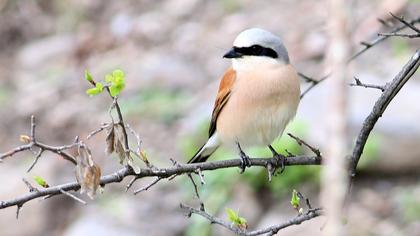 Red-backed Shrike
