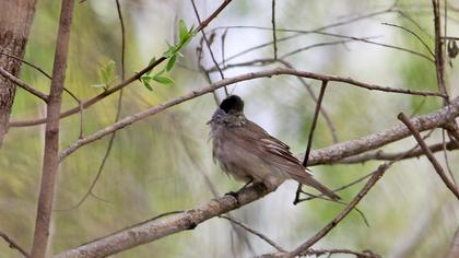 Eurasian Blackcap