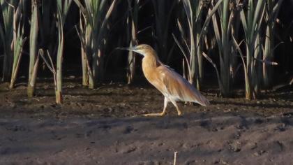 Squacco Heron