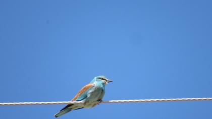 European Roller