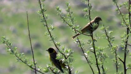 Black-headed Bunting