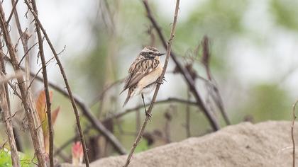 Whinchat