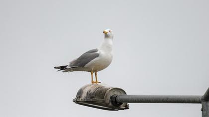 Yellow-legged Gull