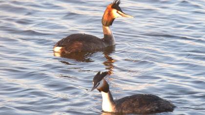 Great Crested Grebe