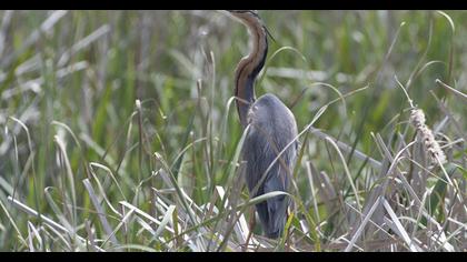 Purple Heron