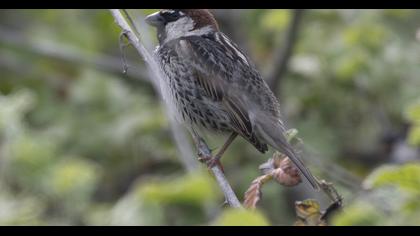 Spanish Sparrow