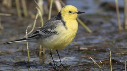 Citrine Wagtail