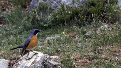 White-throated Robin