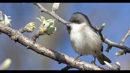 Küçük akgerdanlı ötleğen