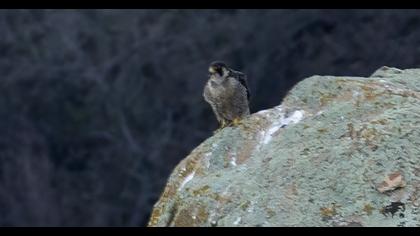 Peregrine Falcon