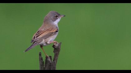 Common Whitethroat