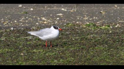Mediterranean Gull