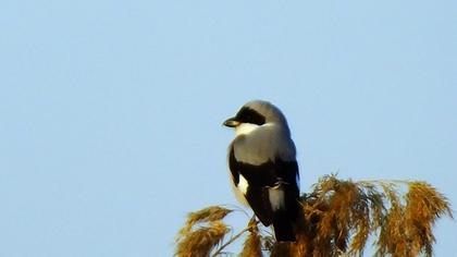 Lesser Grey Shrike