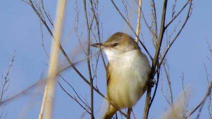 Büyük kamışçın
