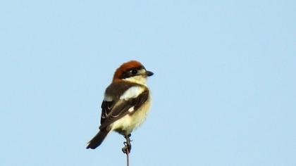 Woodchat Shrike