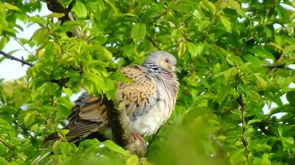 European Turtle Dove