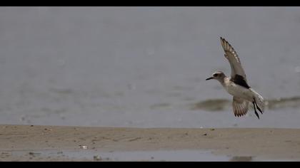 Grey Plover
