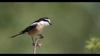 Masked Shrike