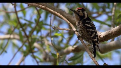 Lesser Spotted Woodpecker