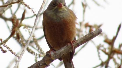 Ortolan Bunting