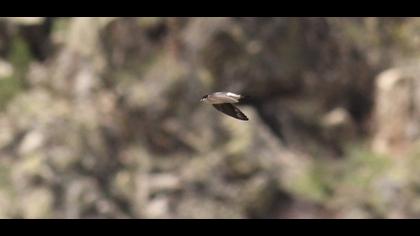 Common House Martin