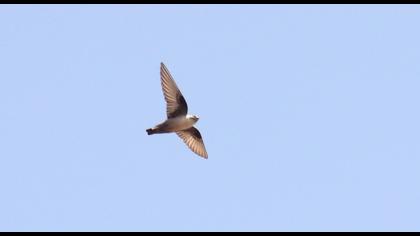 Eurasian Crag Martin