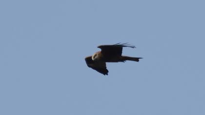 Black Kite