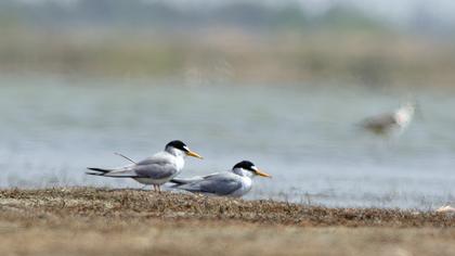 Little Tern