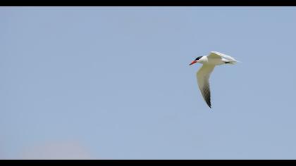 Caspian Tern