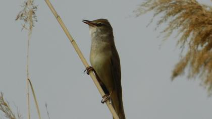 Great Reed Warbler