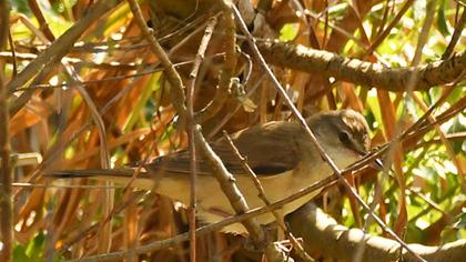 Great Reed Warbler