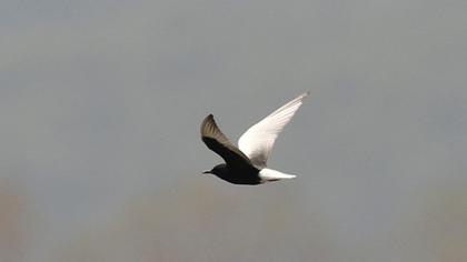 White-winged Tern