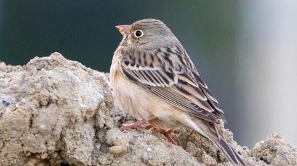 Ortolan Bunting