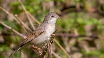 Common Whitethroat