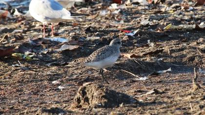 Grey Plover