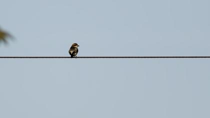 Kızılbaşlı örümcekkuşu