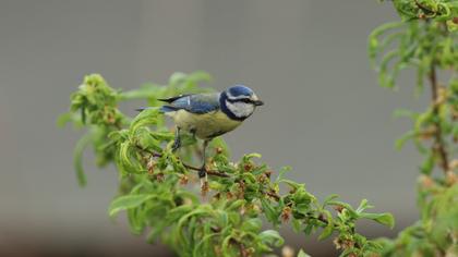Eurasian Blue Tit
