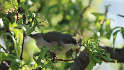Küçük akgerdanlı ötleğen
