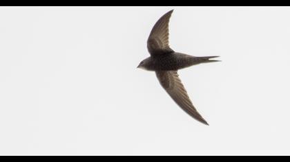 Common Swift