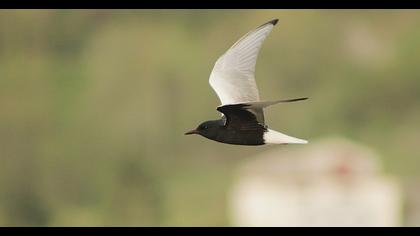 White-winged Tern