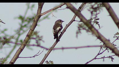 Semicollared Flycatcher