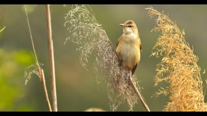 Büyük kamışçın
