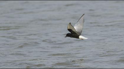White-winged Tern