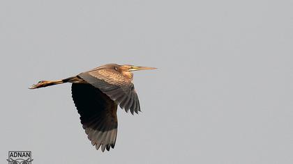 Purple Heron